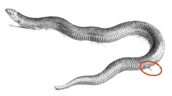 A skink A skink