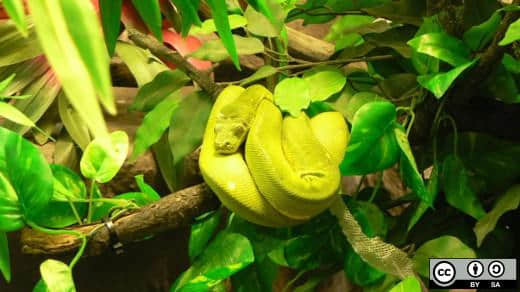 使用 Python 调整图像大小